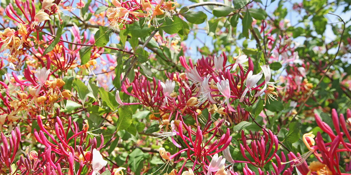 Фото Жимолость