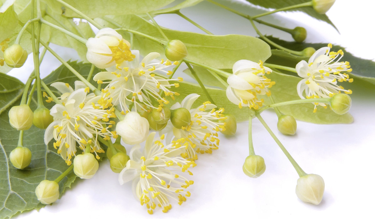 Фото Цветок лайма