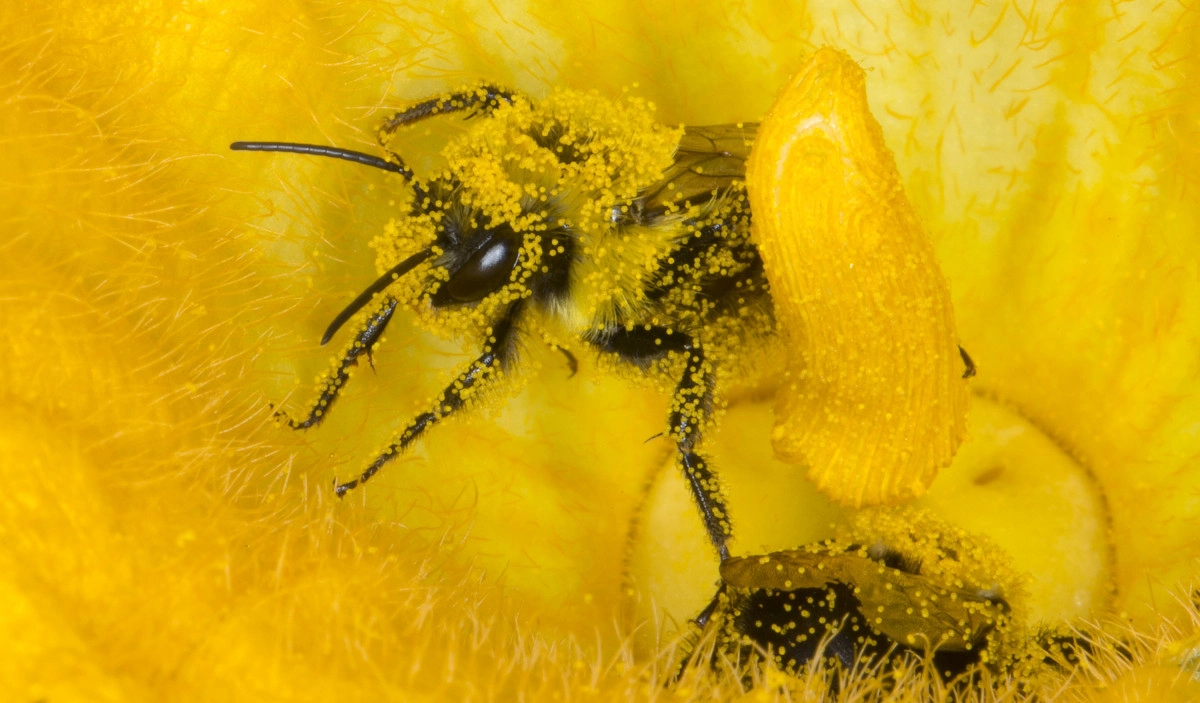 Фото Пыльца