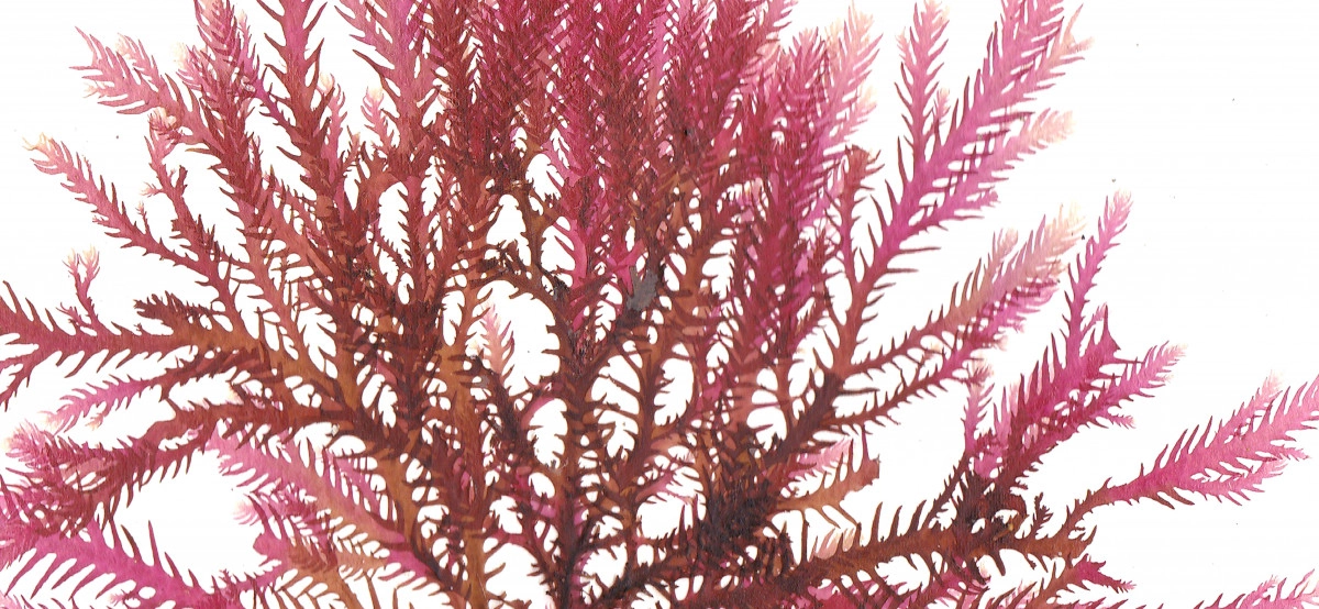 Фото Коралловый риф