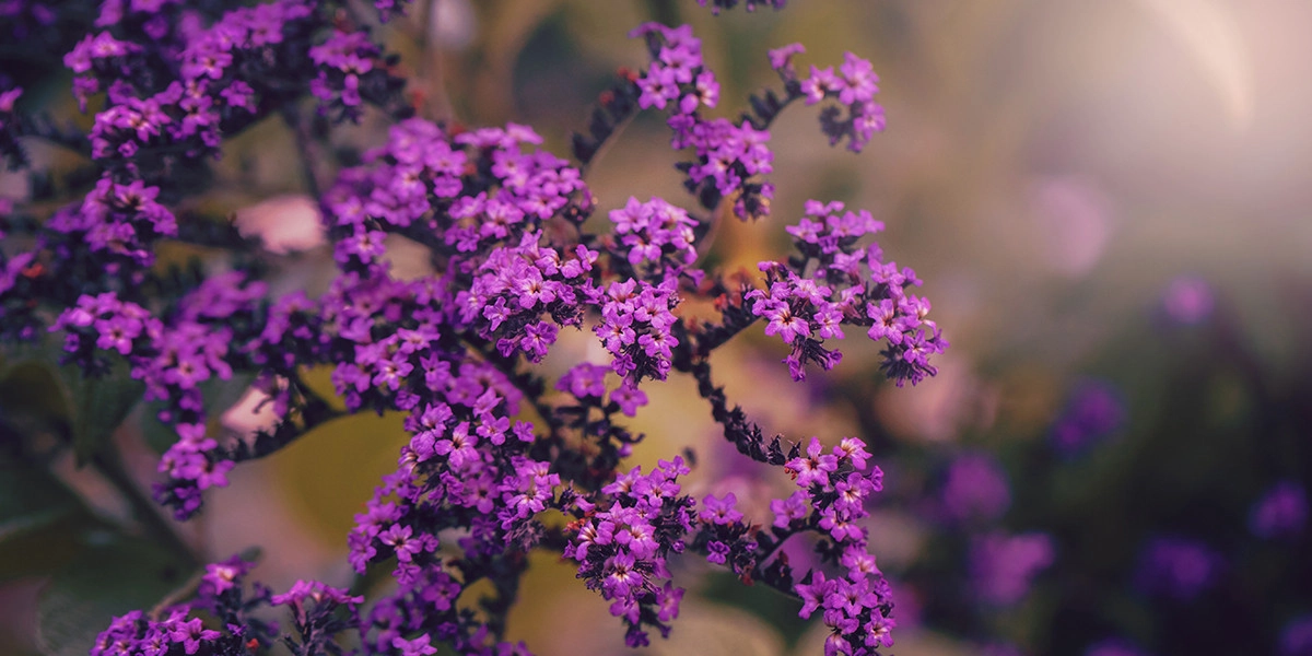 Фото Гелиотроп