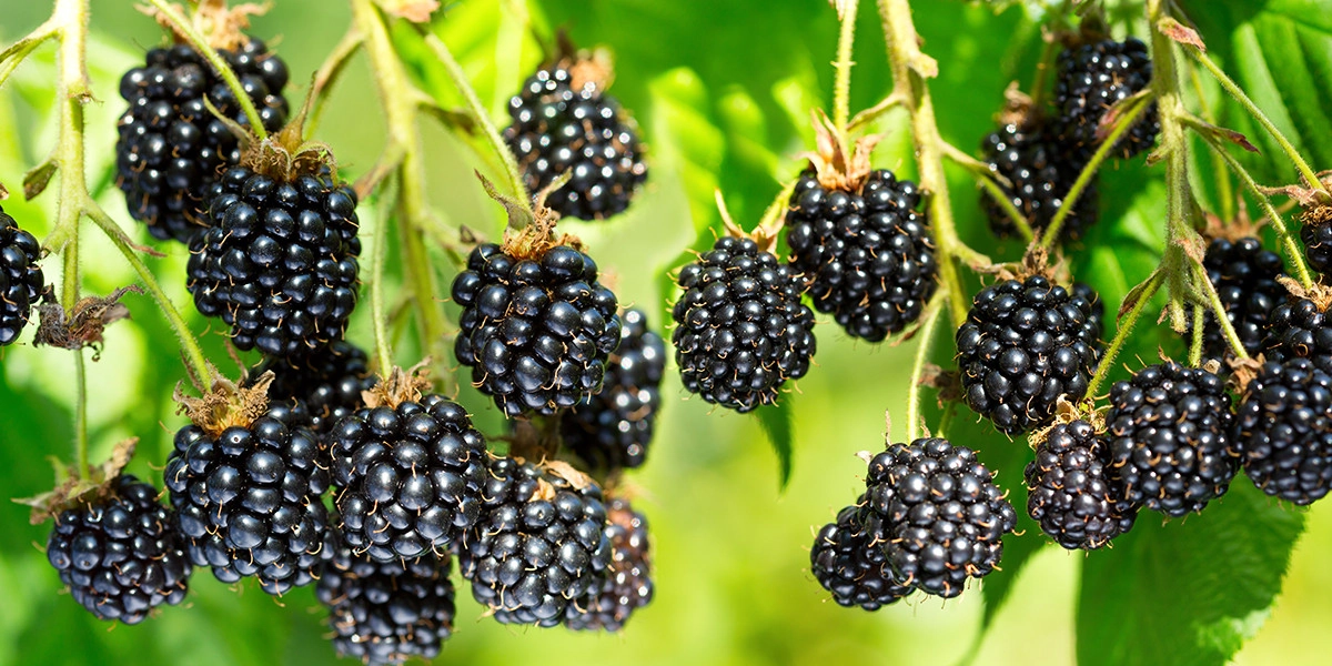 Фото Ежевика