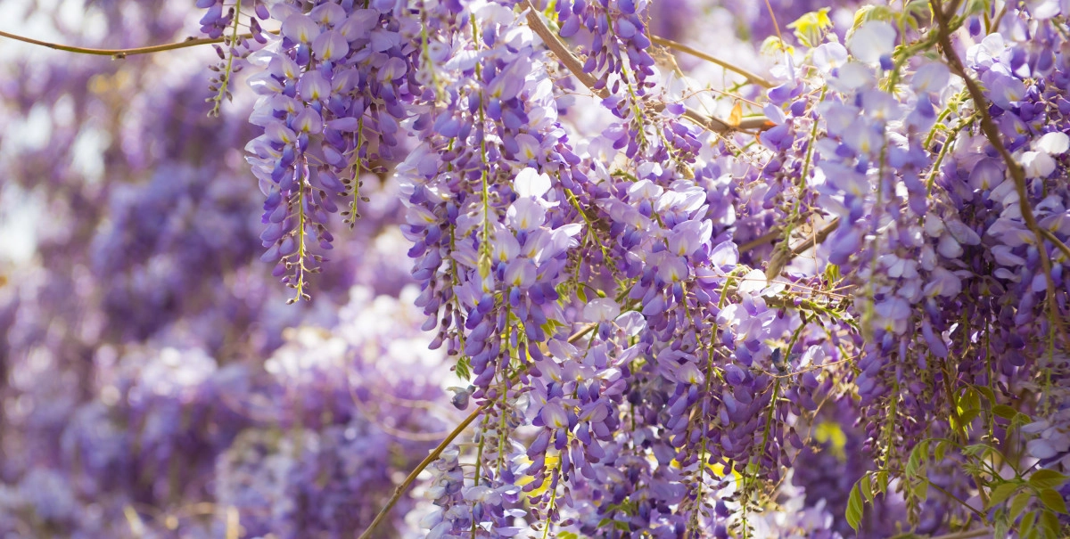 Фото Вистерия