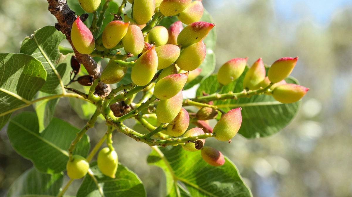 Фото Фисташка