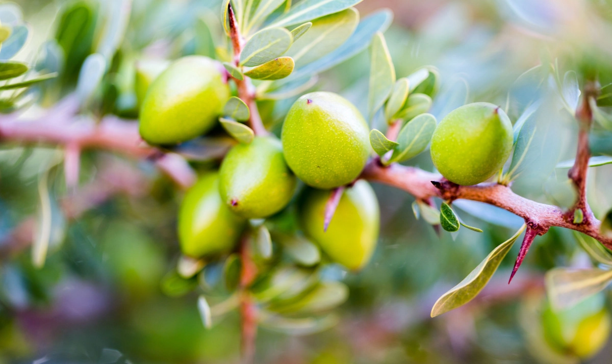 Фото Аргана