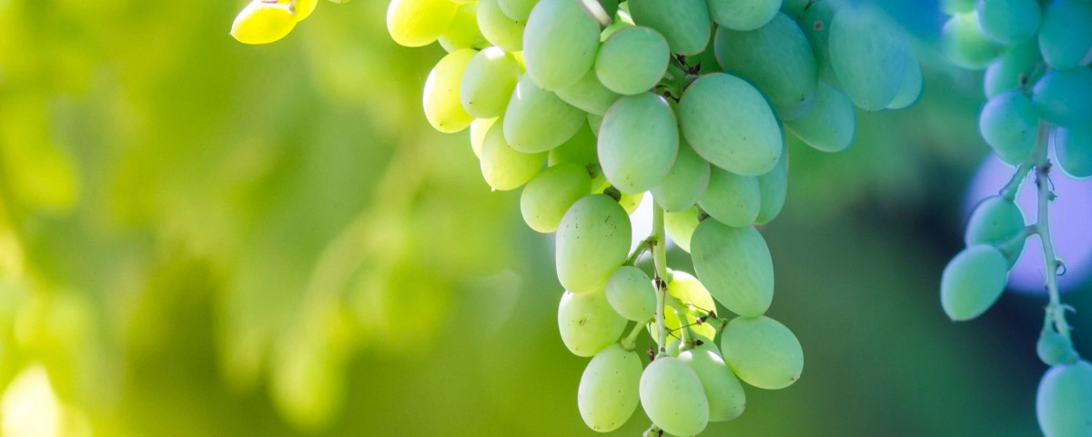 Фото Виноград