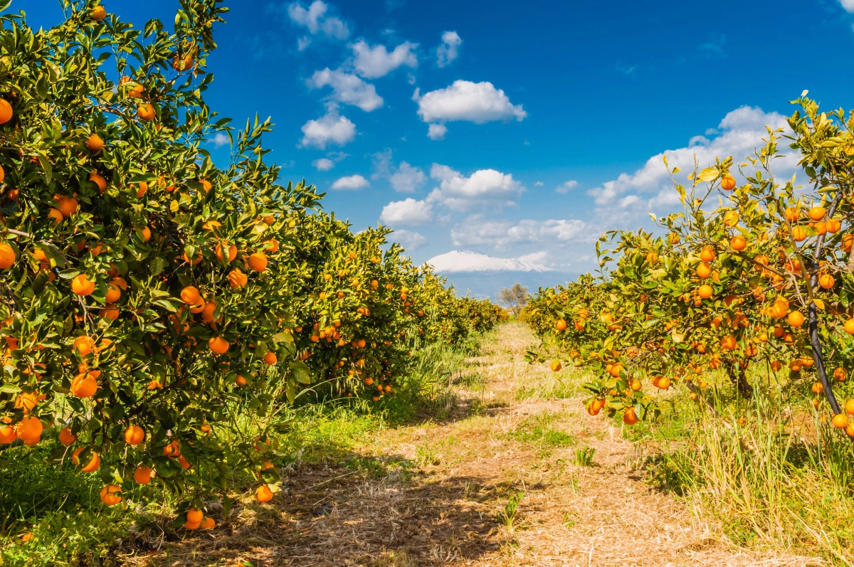 Фото Красный апельсин
