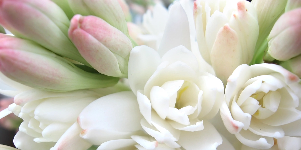 Фото Тубероза