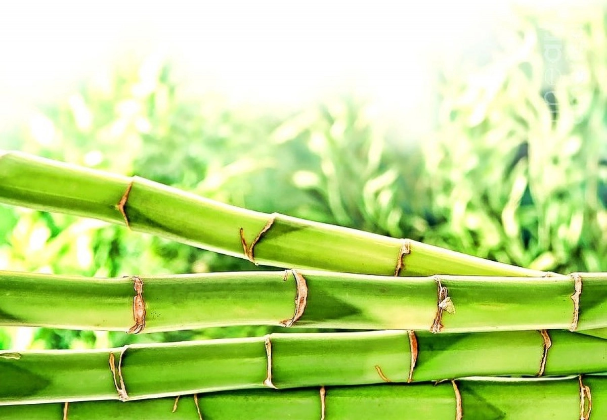 Фото Зеленые стебли