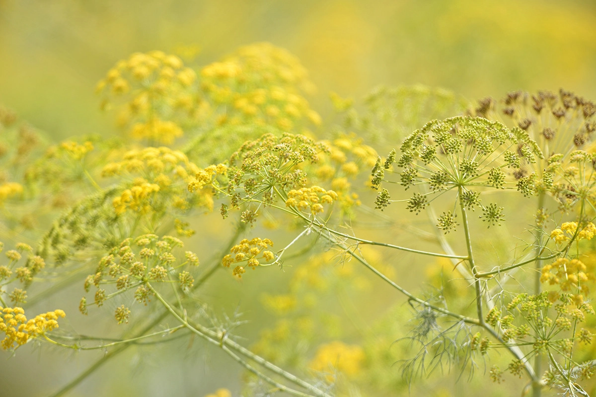 Фото Гальбанум