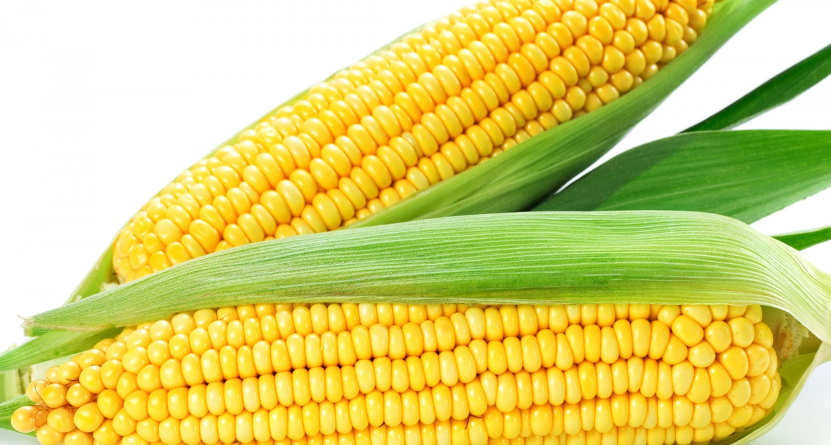 Фото Кукуруза