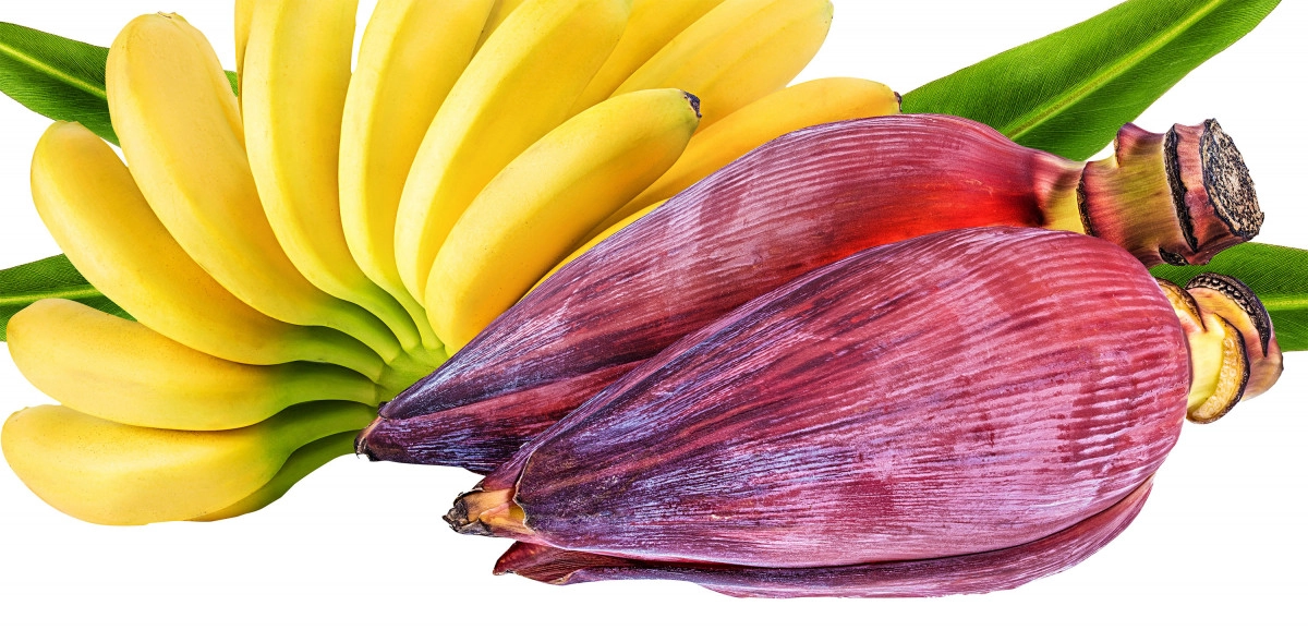 Фото Банановый цветок