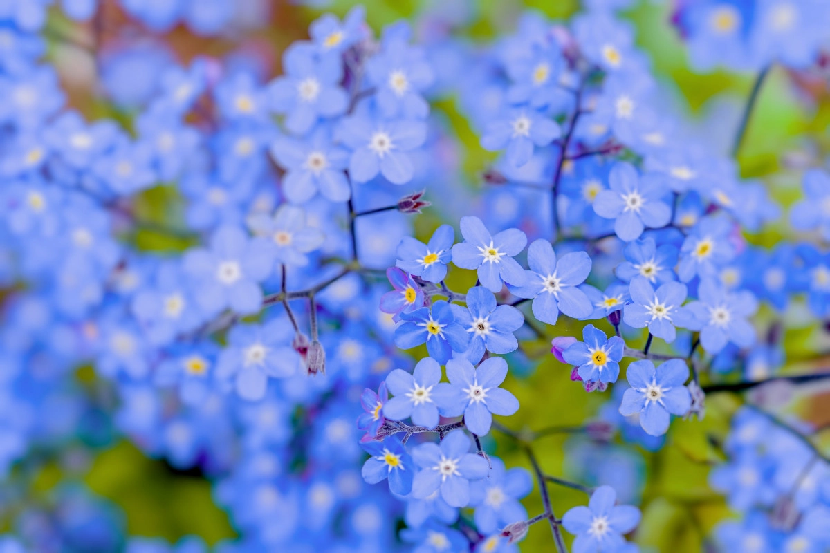 Фото Forget Me Not