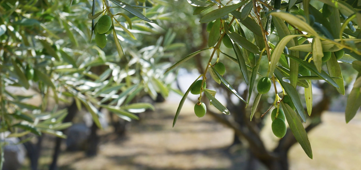 Фото Оливковое дерево