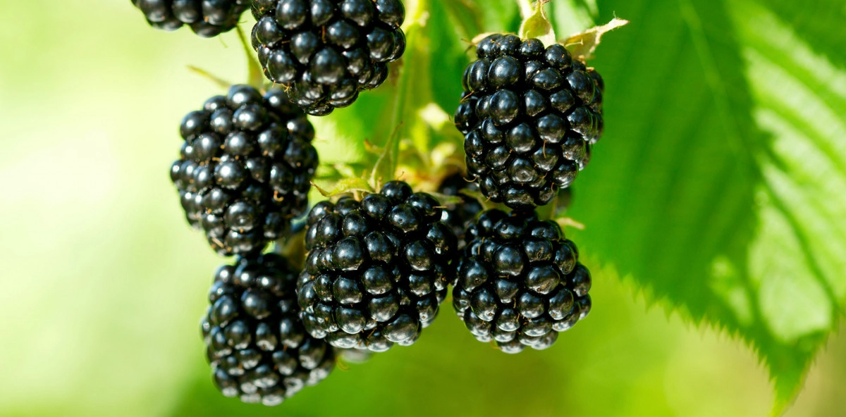 Фото Цветок ежевики