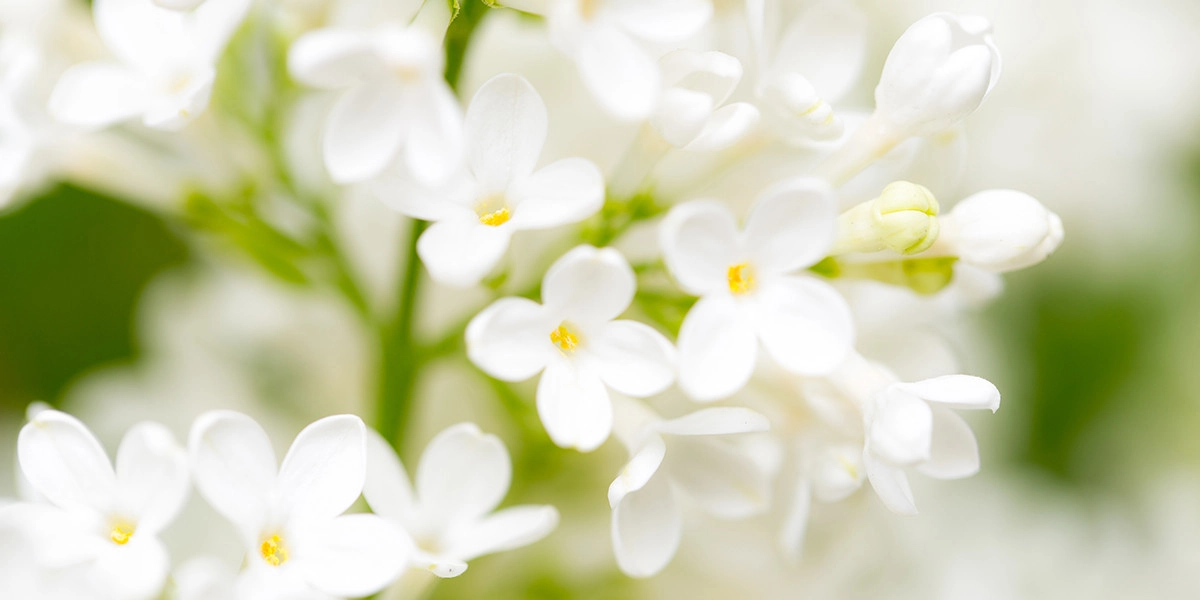 Фото Сирень