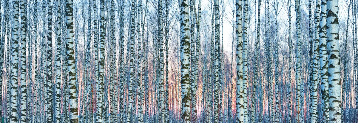 Фото Берёзовый дёготь