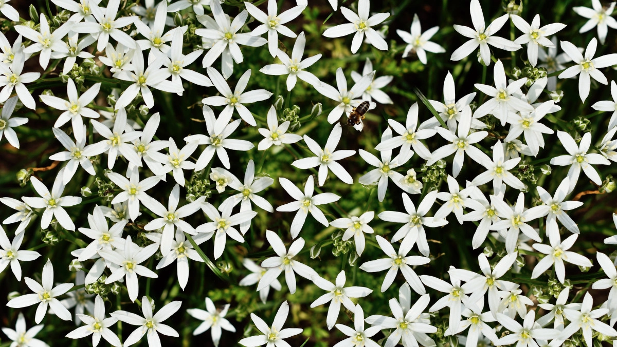 Фото Орнитогалум