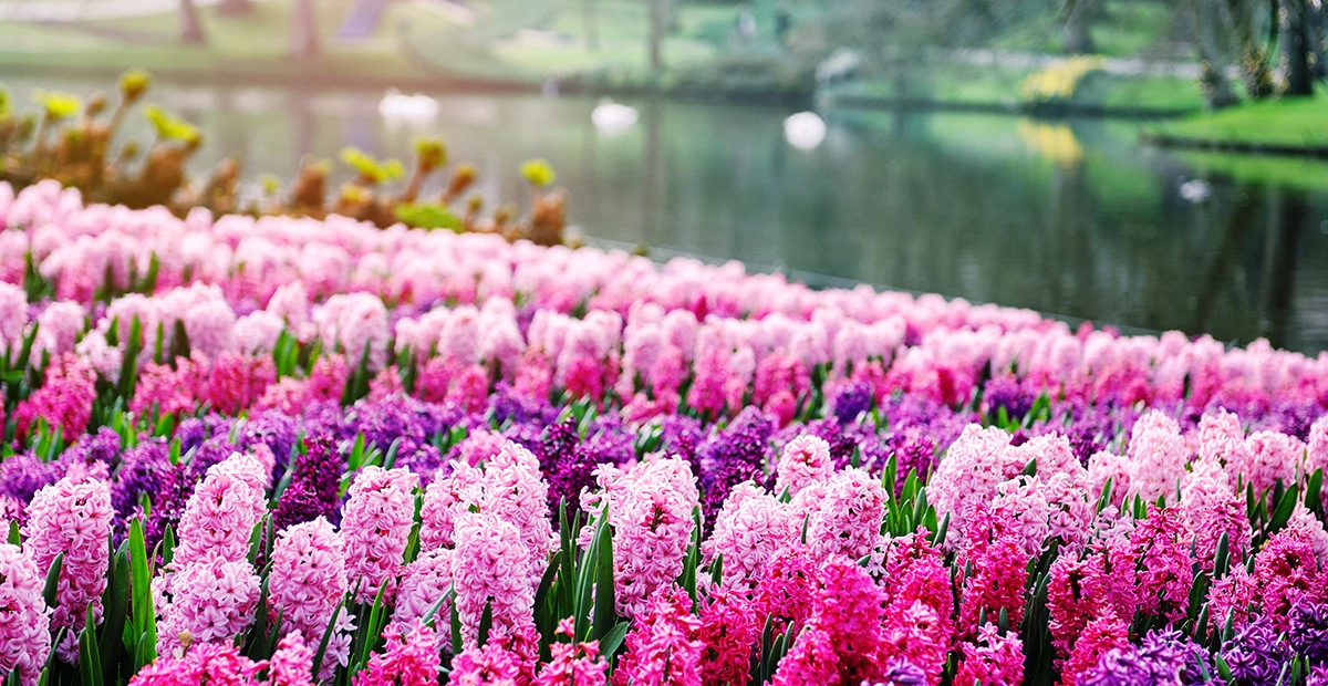 Фото Гиацинт