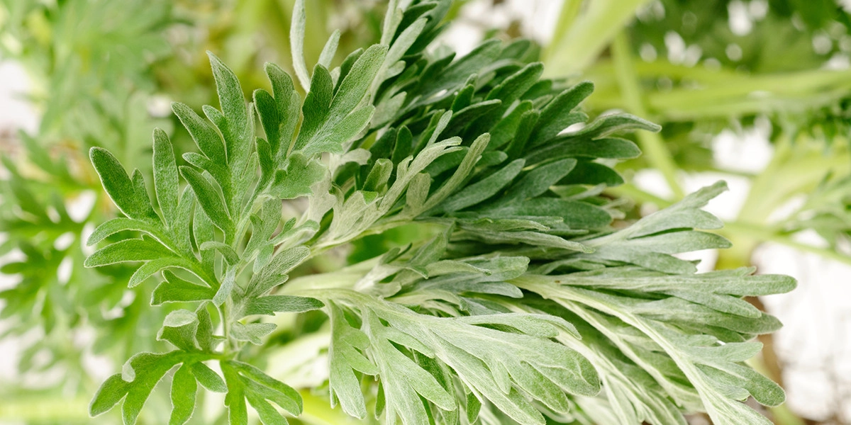 Фото Полынь