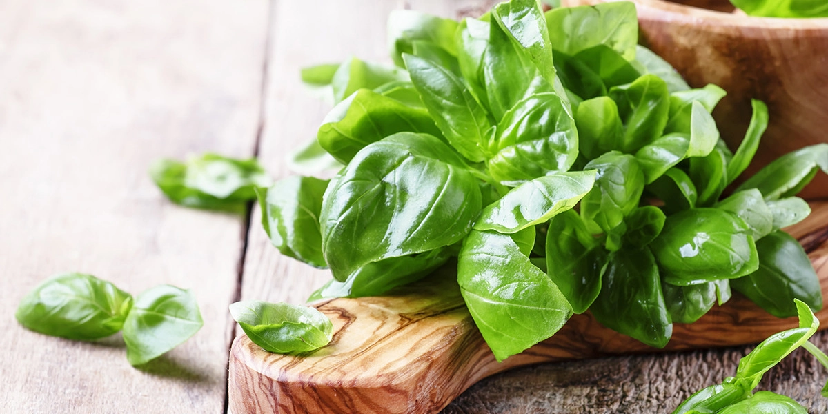 Фото Базелик