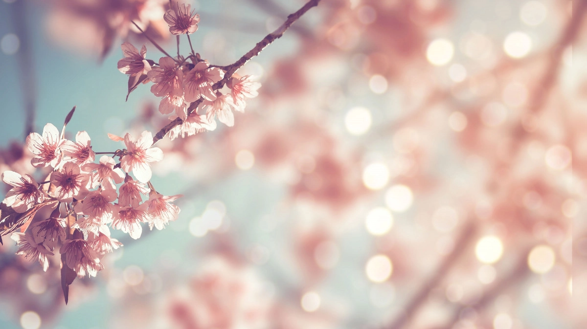 Фото Цветок орхидеи