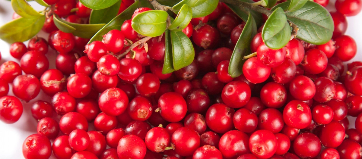 Фото Клюква