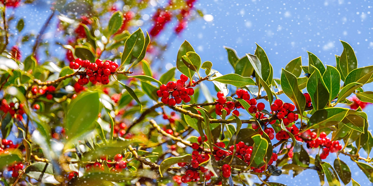 Фото Красные ягоды