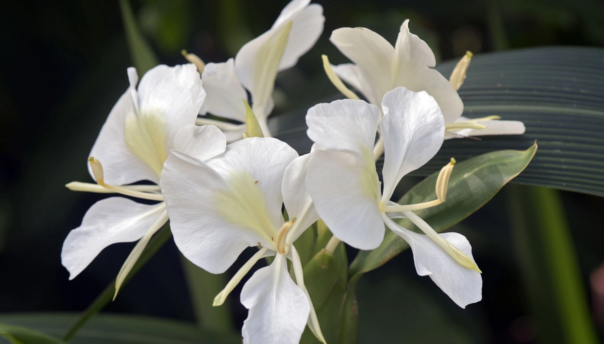 Фото Белая лилия имбиря