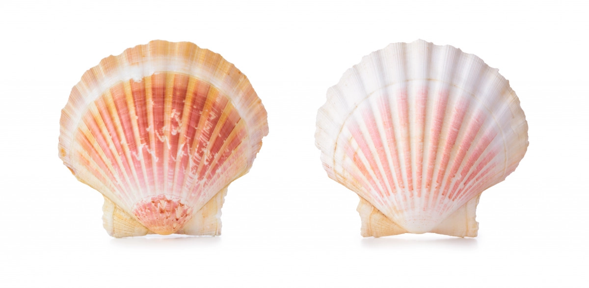 Фото Морские ракушки