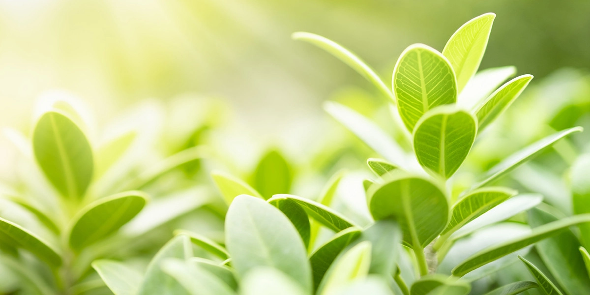 Фото Зелёные ноты