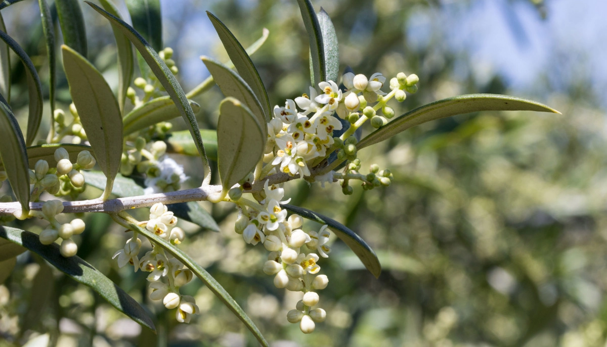 Фото Цветок оливы