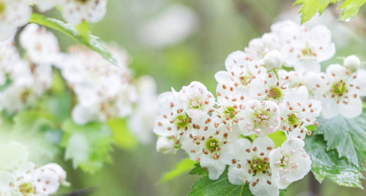 Фото Боярышник