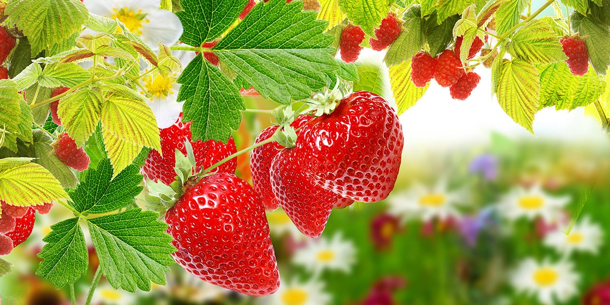 Фото Клубника