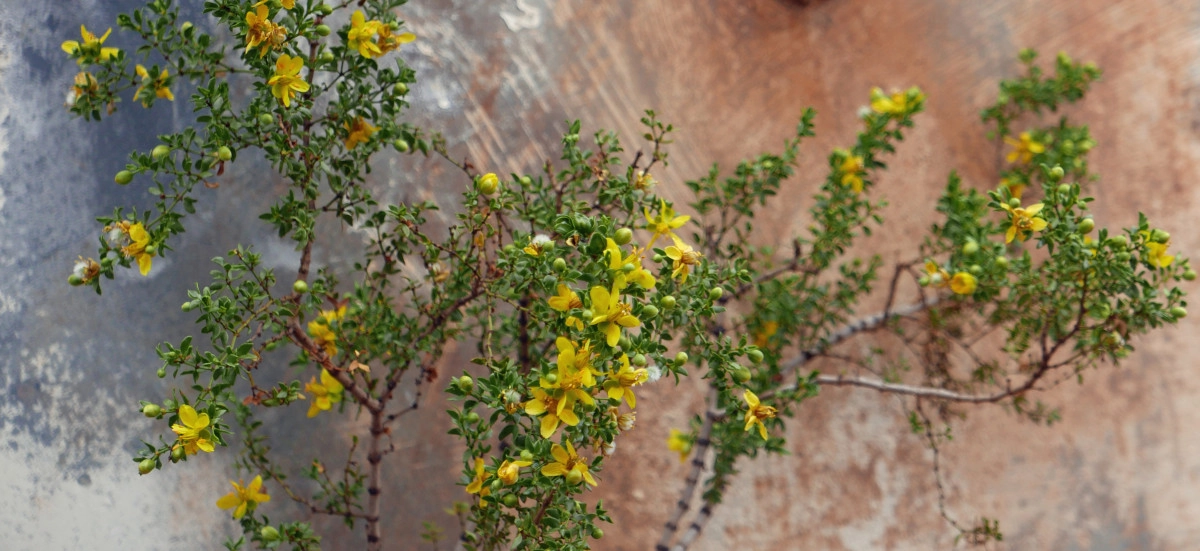 Фото Креозотовый куст