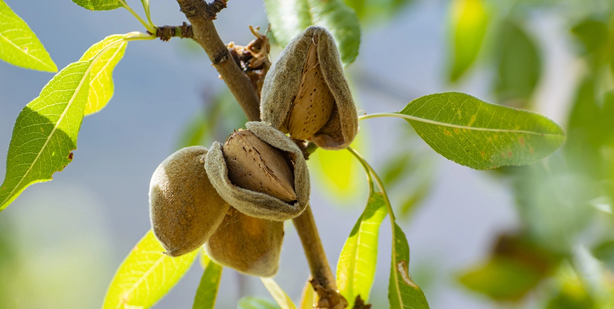 Фото Миндаль