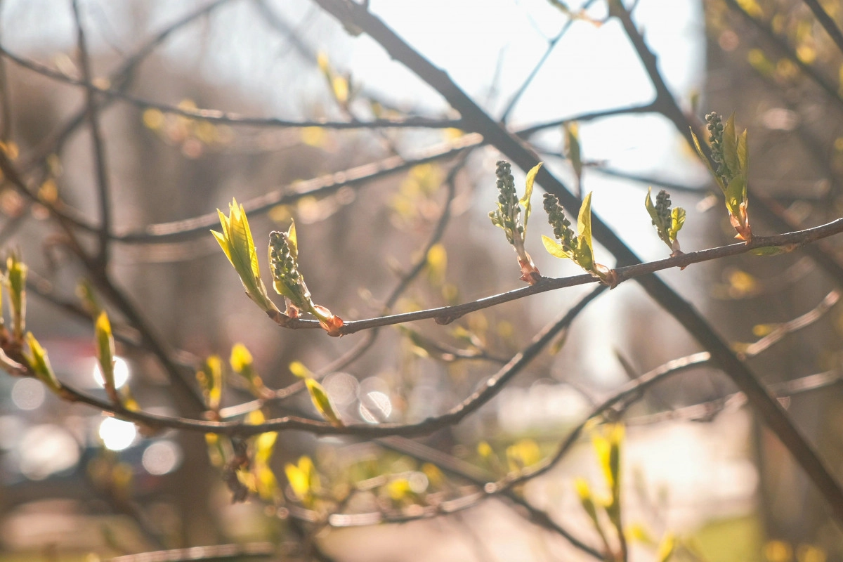 Фото Poplar (Populus) Buds