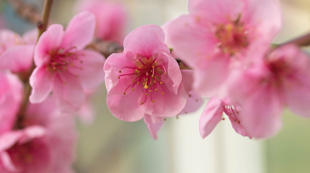 Фото Nectarine Blossom