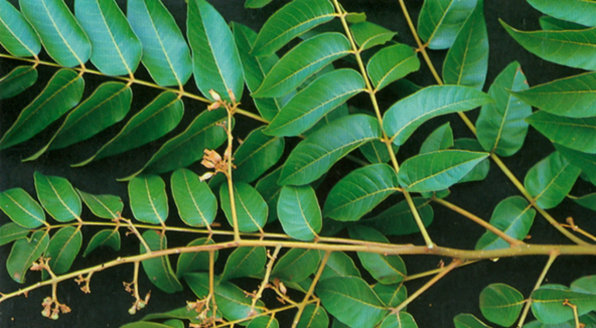 Фото Листья кедра