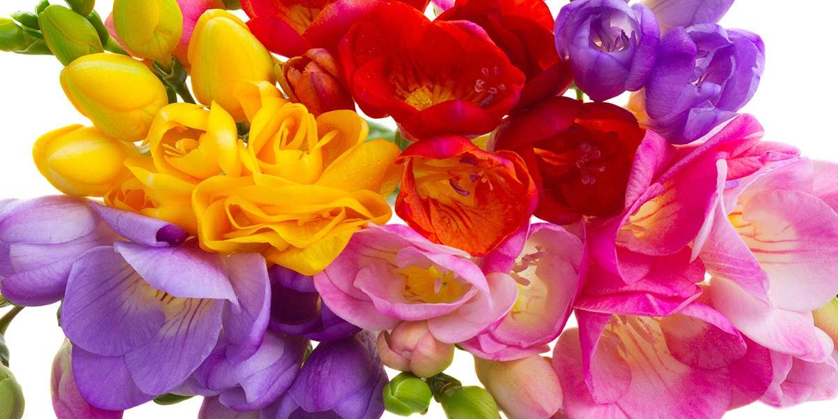 Фото Фрезия