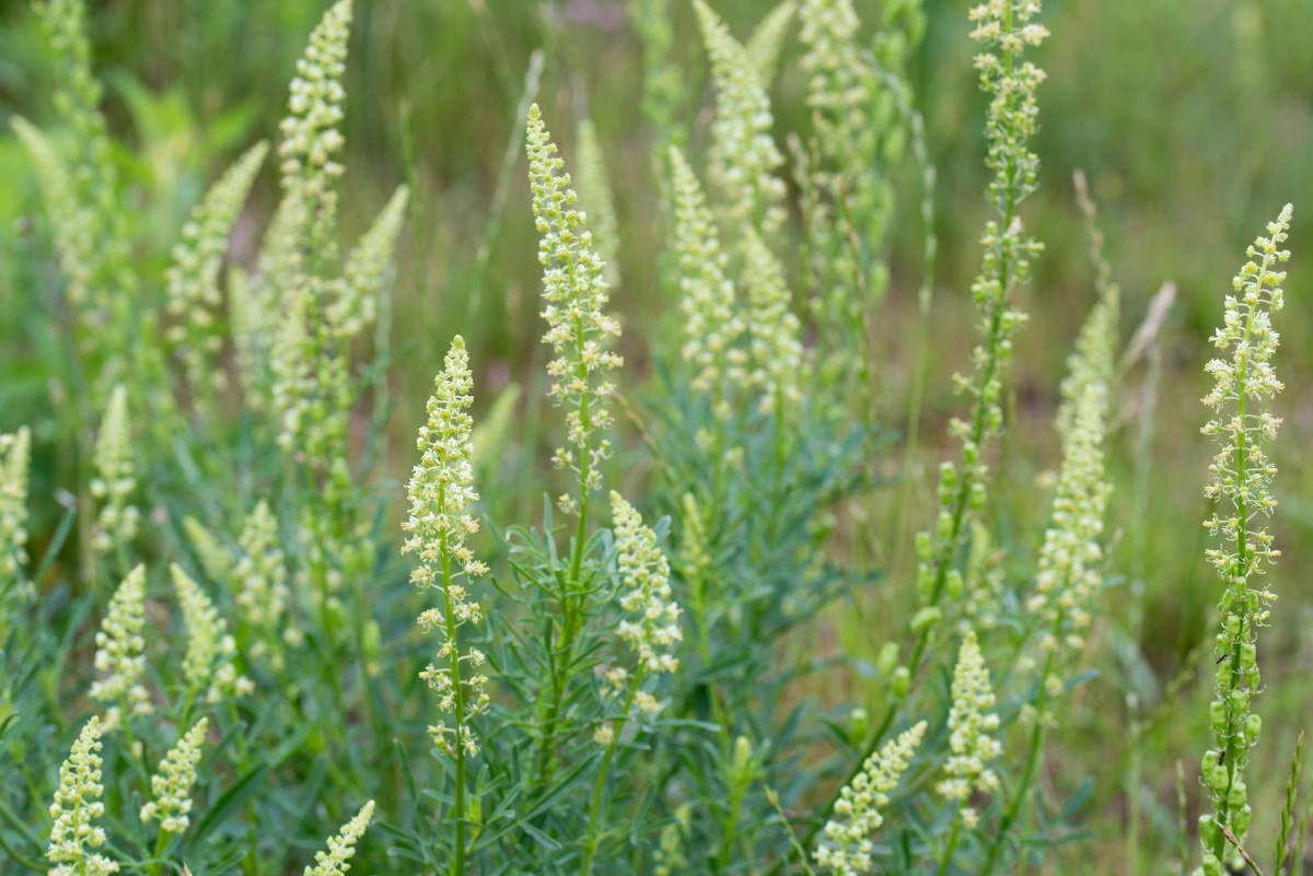 Фото Резеда