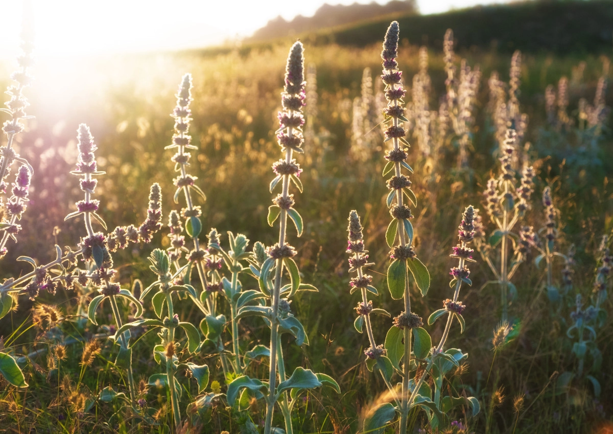 Фото Скларен