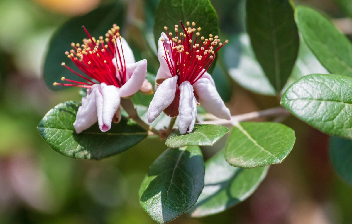 Фото Guava Blossom