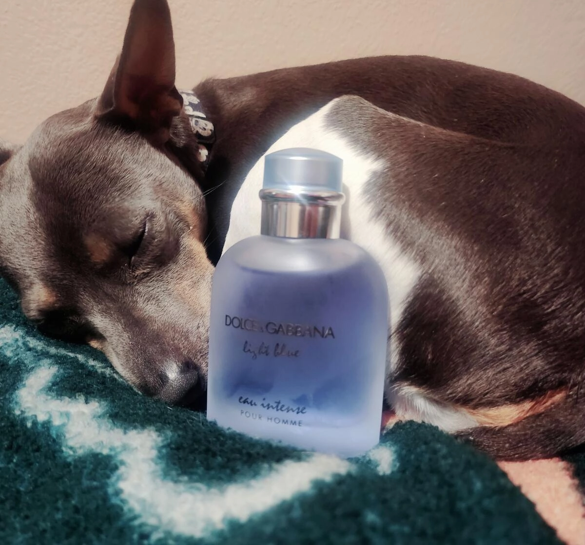 DOLCE & GABBANA Light Blue Eau Intense Pour Homme DOLCE & GABBANA Light Blue Eau Intense Pour Homme