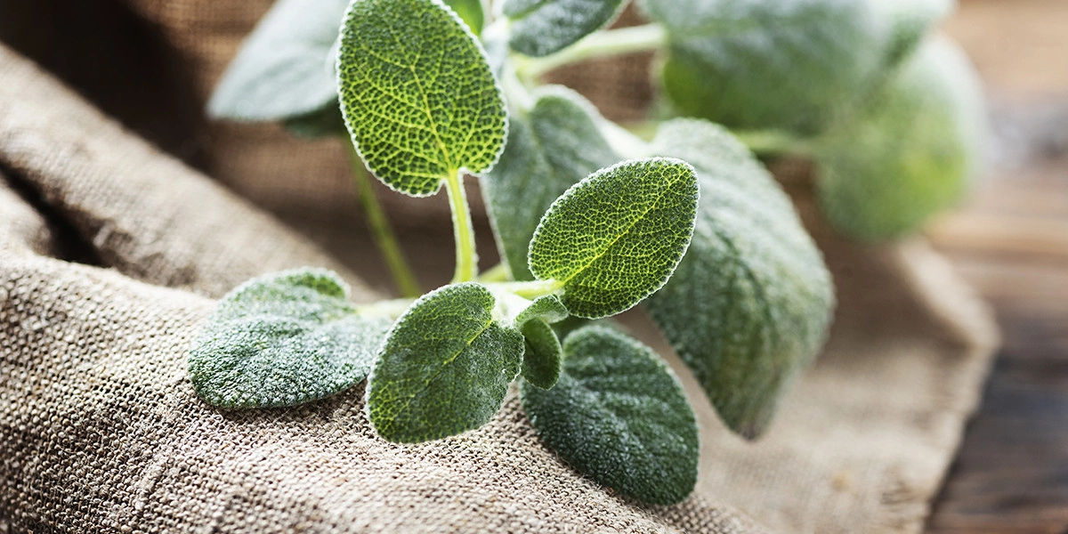 Фото Шалфей