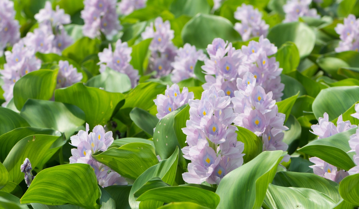 Фото Водный гиацинт