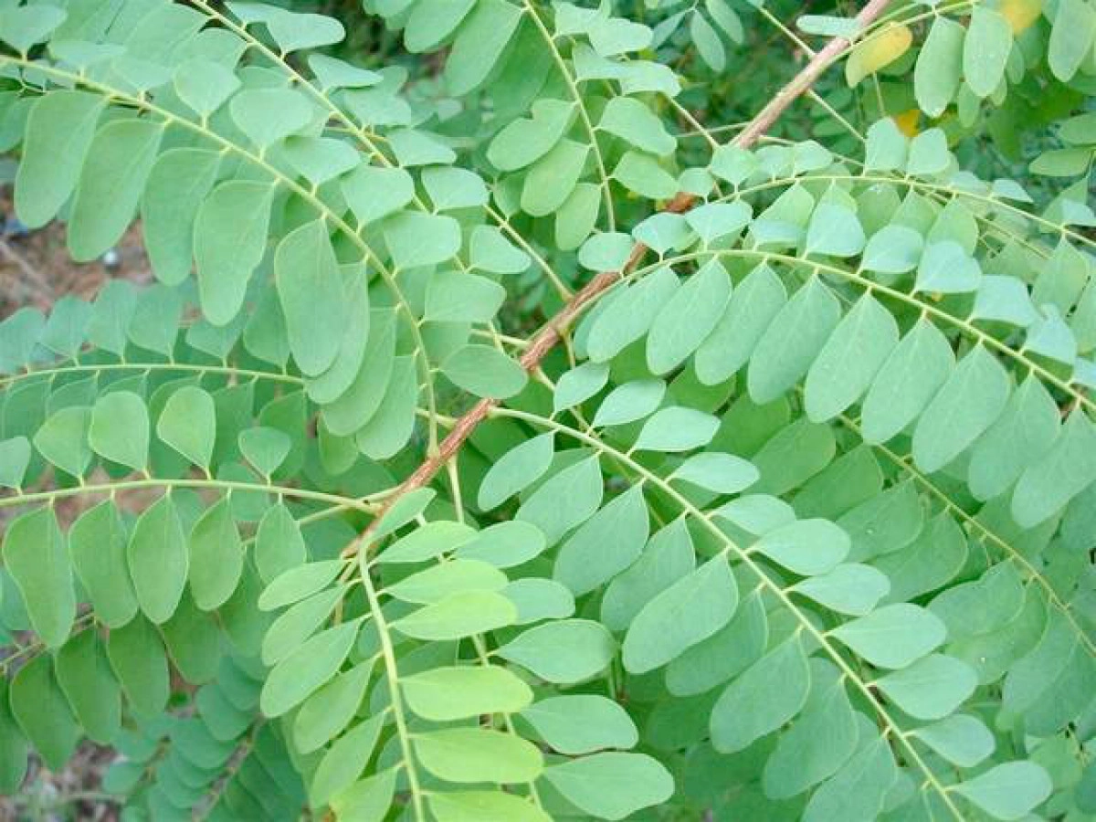 Фото Атласное дерево