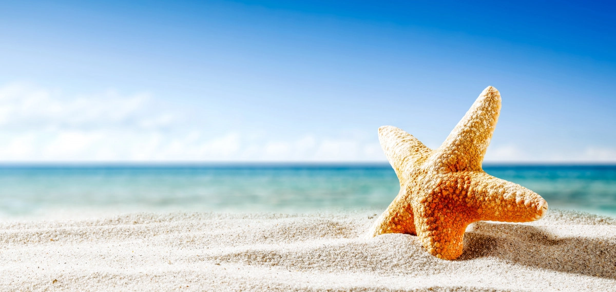 Фото Морская звезда