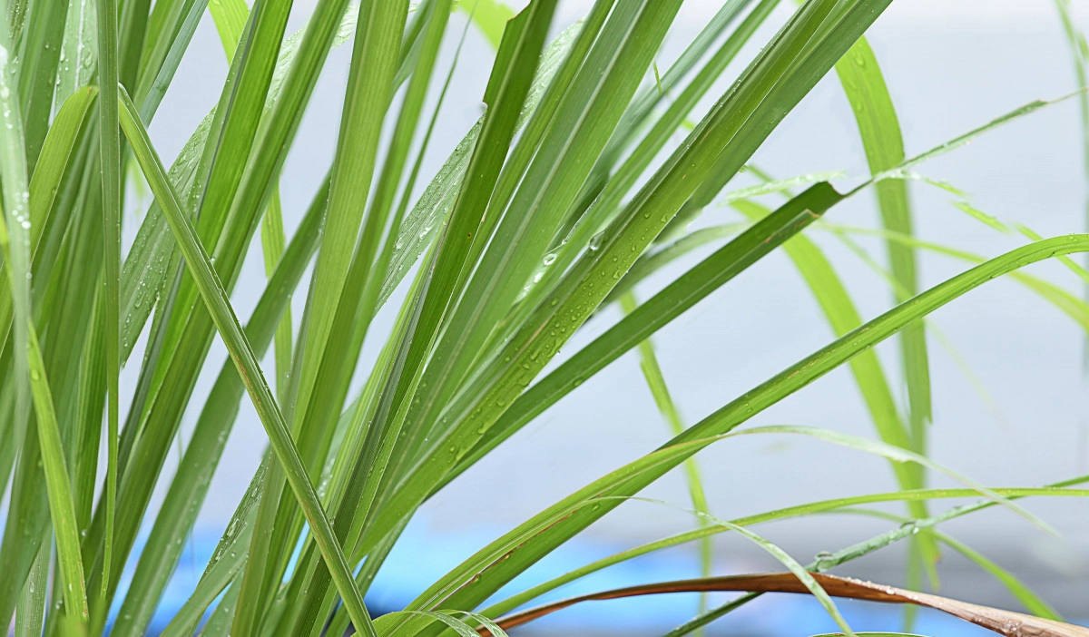 Фото Палмароза