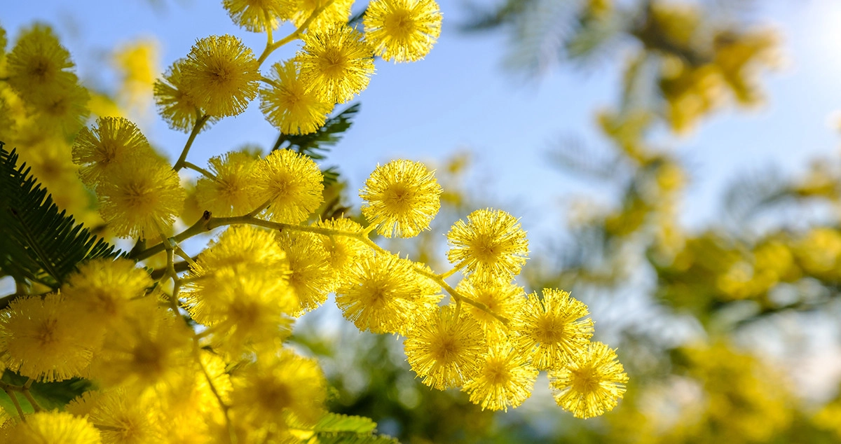 Фото Мимоза